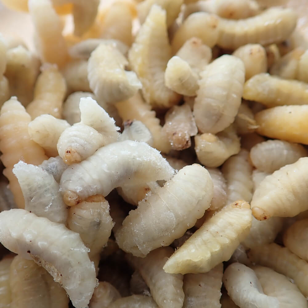 ڹ񻺡 ʥХ  (100g)