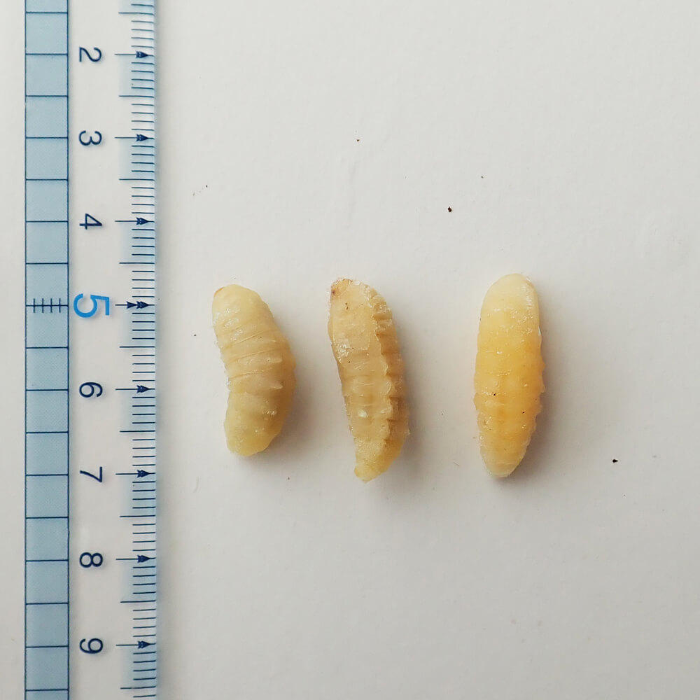 ڹ񻺡 ʥХ  (100g)