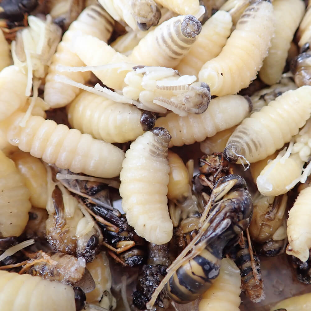 ڹ񻺡 ʥХ ʤ (100g)