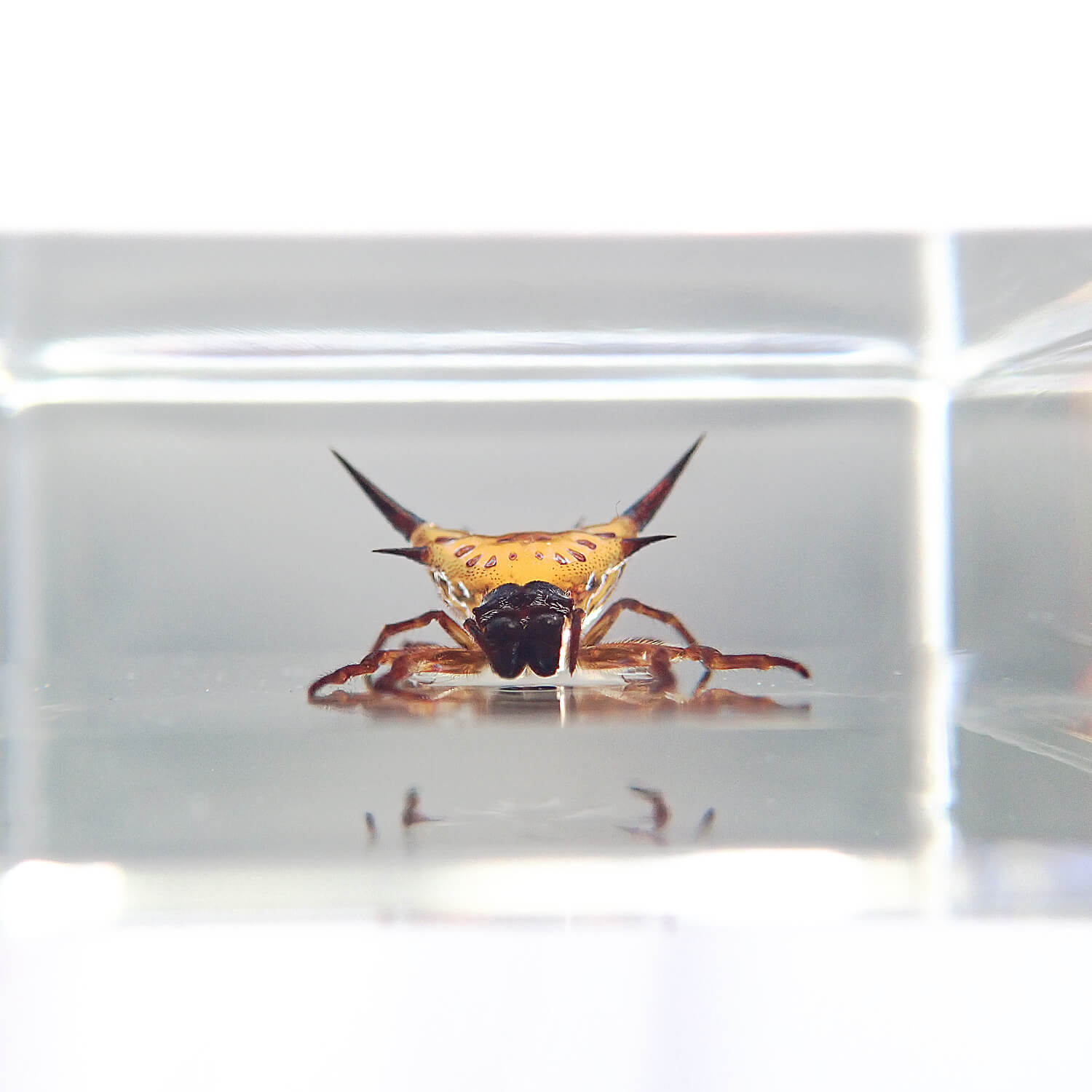 ɸ Spiny Spiderʥȥ