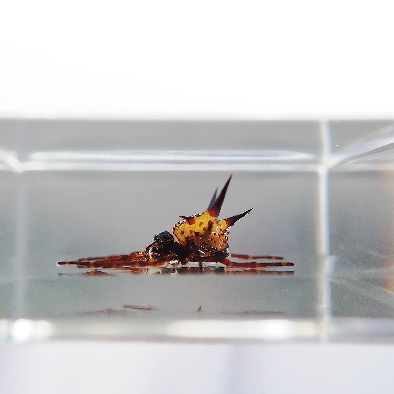 ɸ Spiny Spiderʥȥ