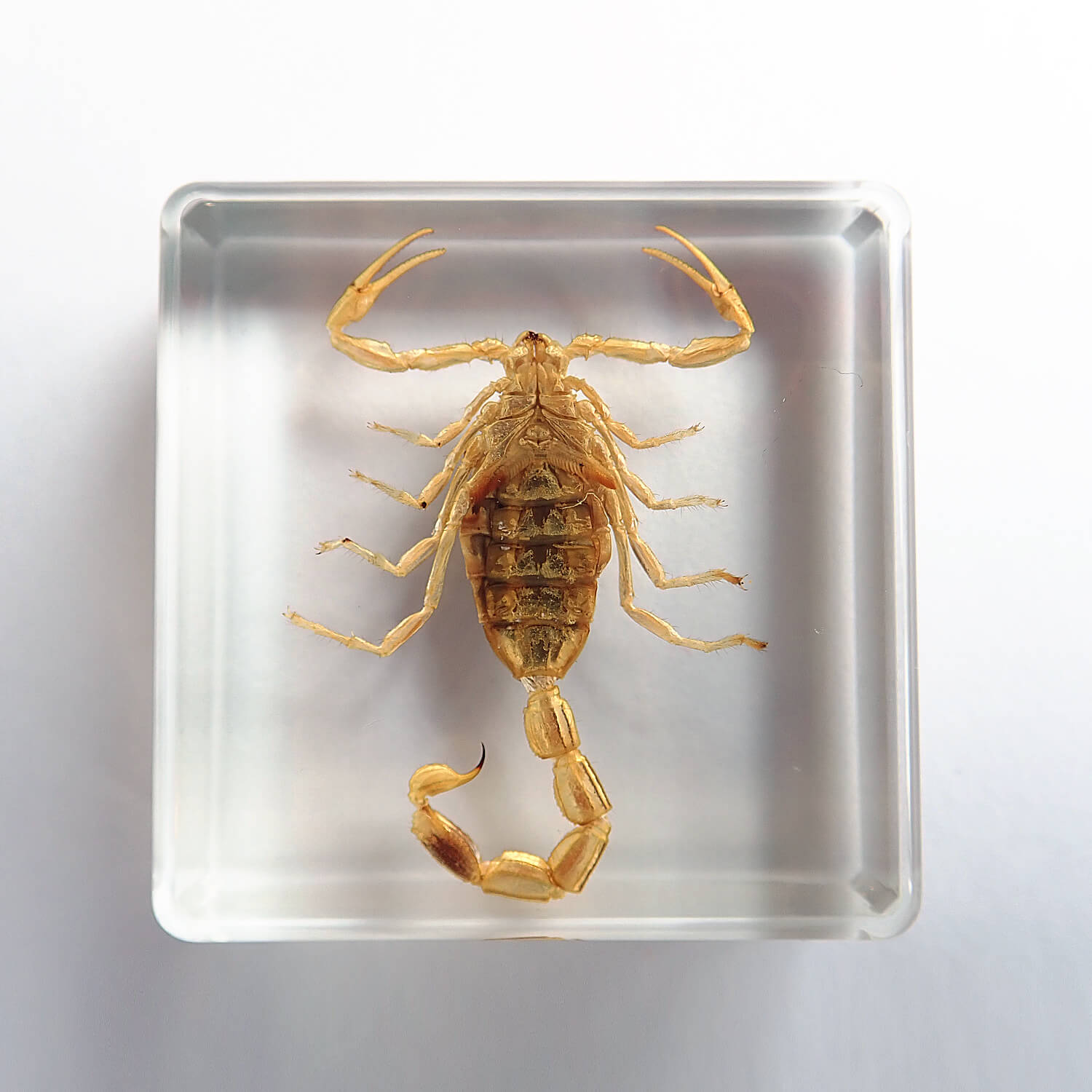 ɸ Golden Scorpionʥޡơ륹ԥ