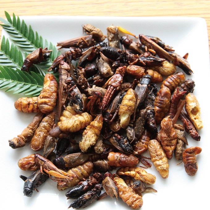 Mixed Bugs(����ߥå�����) (5����)x 10��