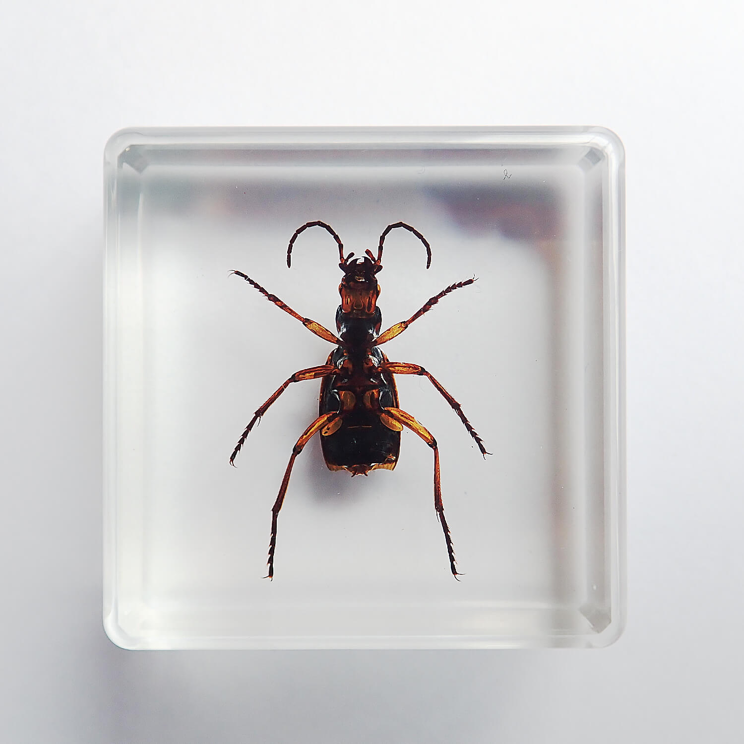 ɸ Cicindela Chinenesisʥϥߥ祦
