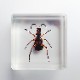 ɸ Cicindela Chinenesisʥϥߥ祦