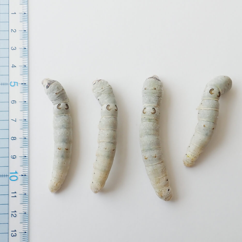 �ڹ񻺡����५��������(100g)