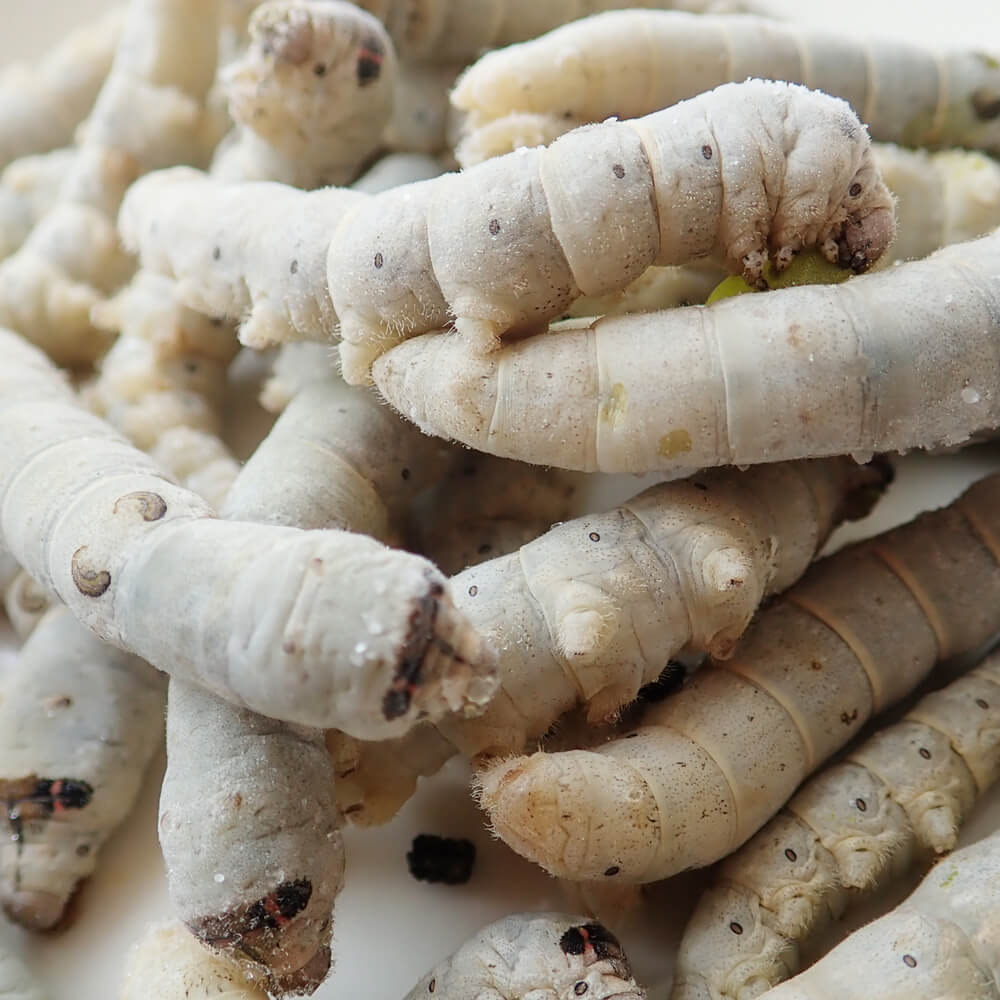 �ڹ񻺡����५��������(100g)