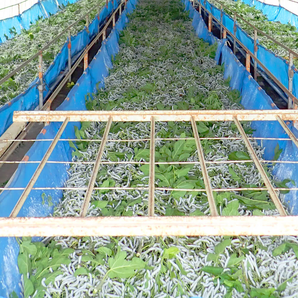 �ڹ񻺡����५��������(100g)