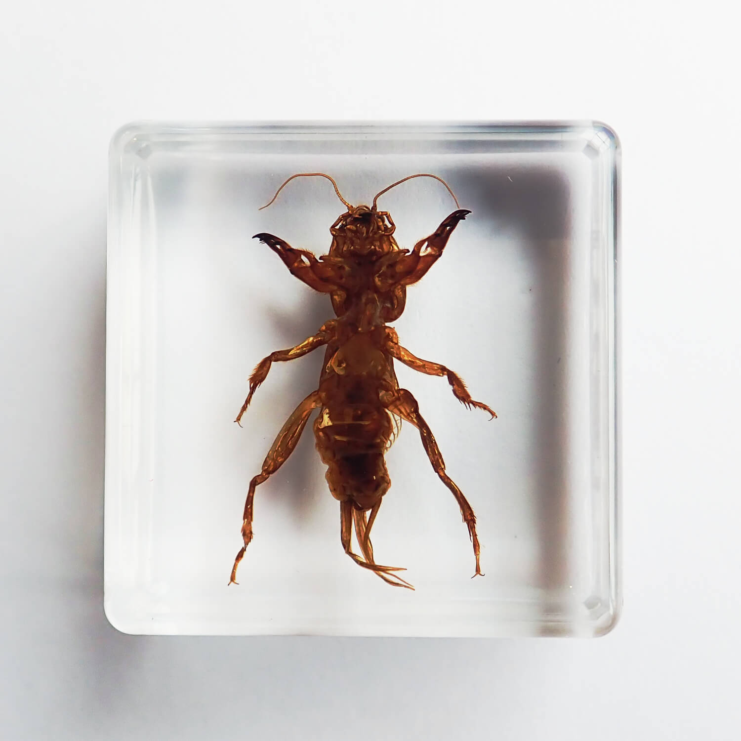 ɸ Mole Cricketʥ