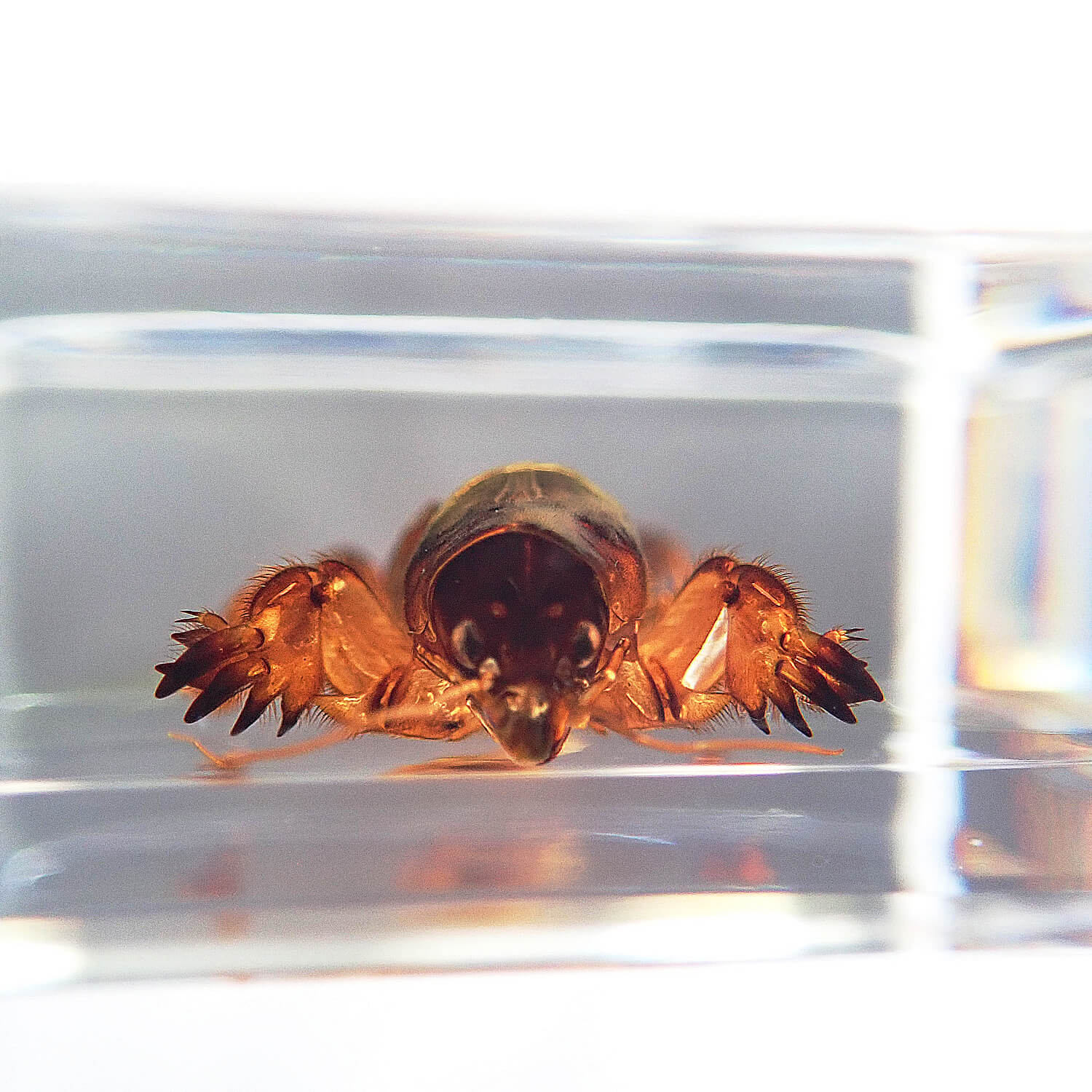 ɸ Mole Cricketʥ
