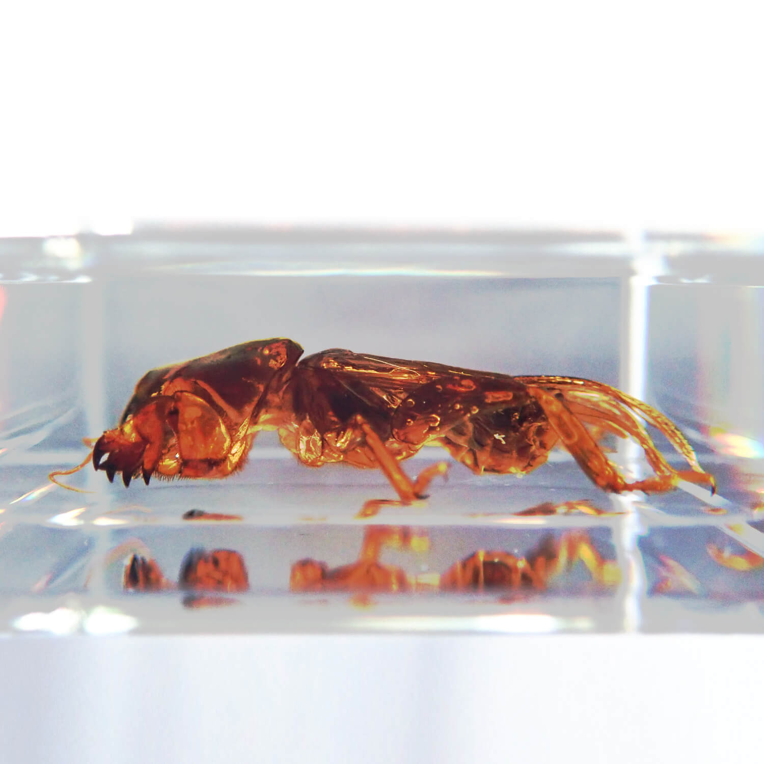 ɸ Mole Cricketʥ