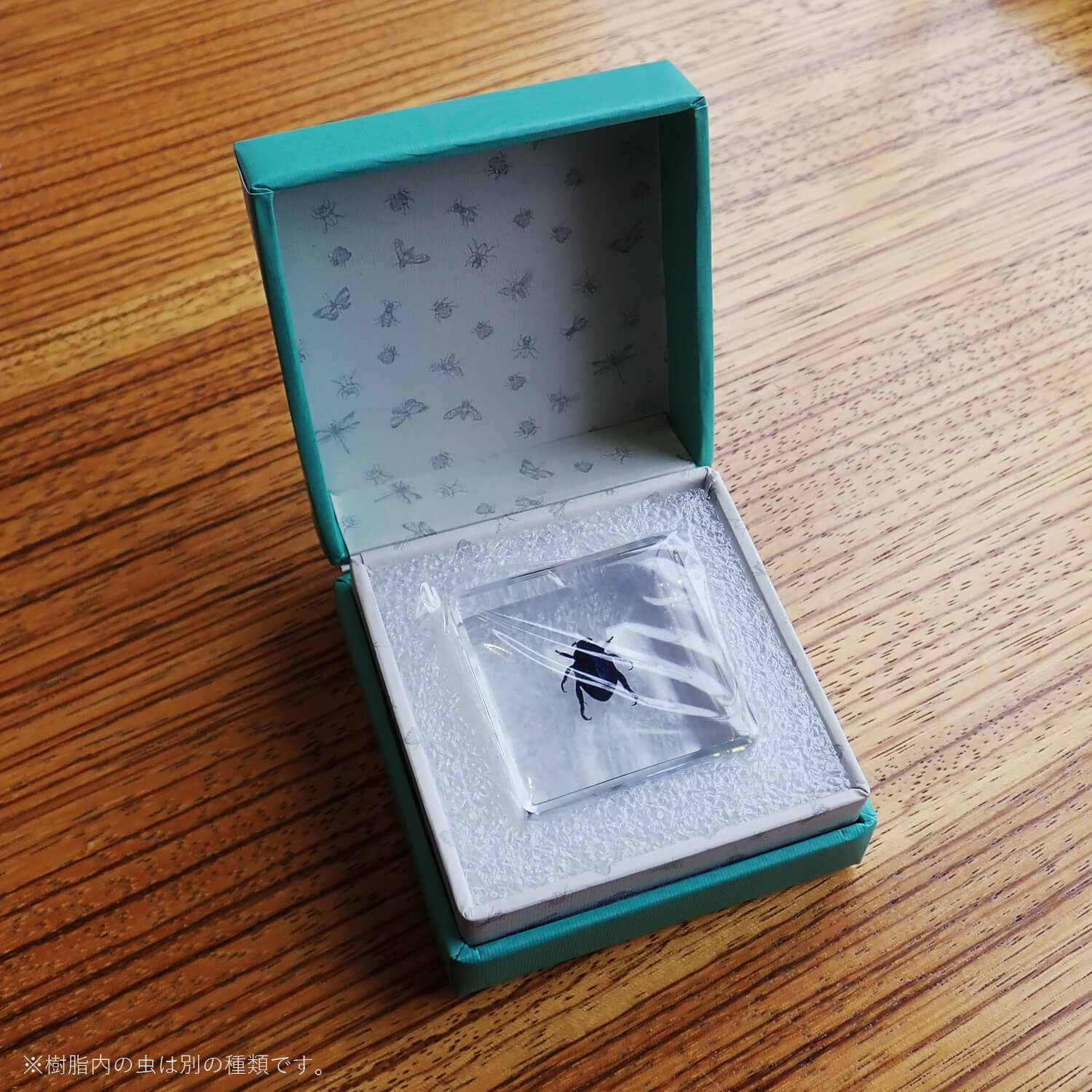 ɸ Mole Cricketʥ