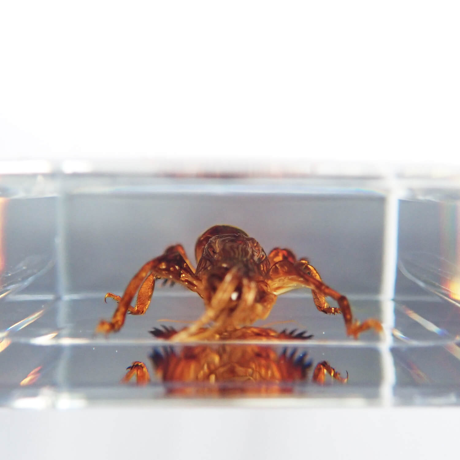 ɸ Mole Cricketʥ