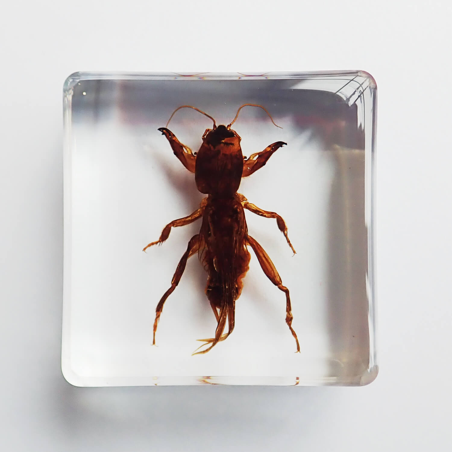 ɸ Mole Cricketʥ