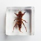 ɸ Mole Cricketʥ