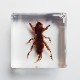 ɸ Mole Cricketʥ