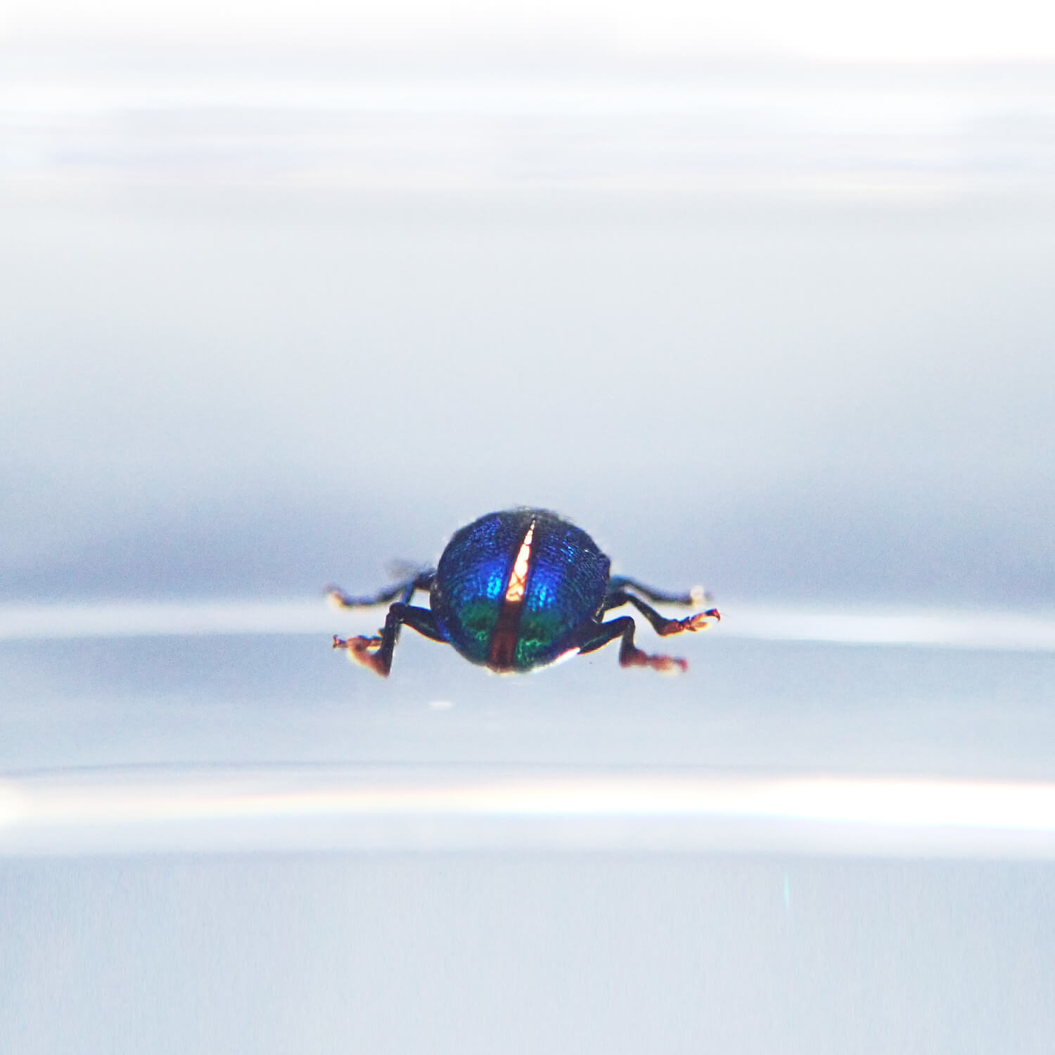 ɸ Green Shining Beetleʥϥॷ