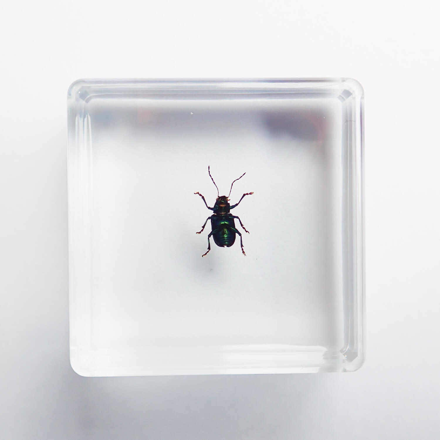 ɸ Green Shining Beetleʥϥॷ