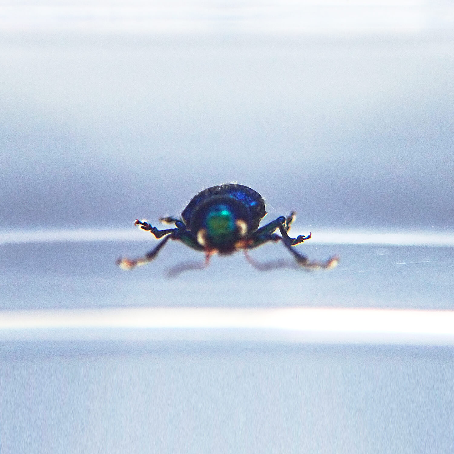 ɸ Green Shining Beetleʥϥॷ