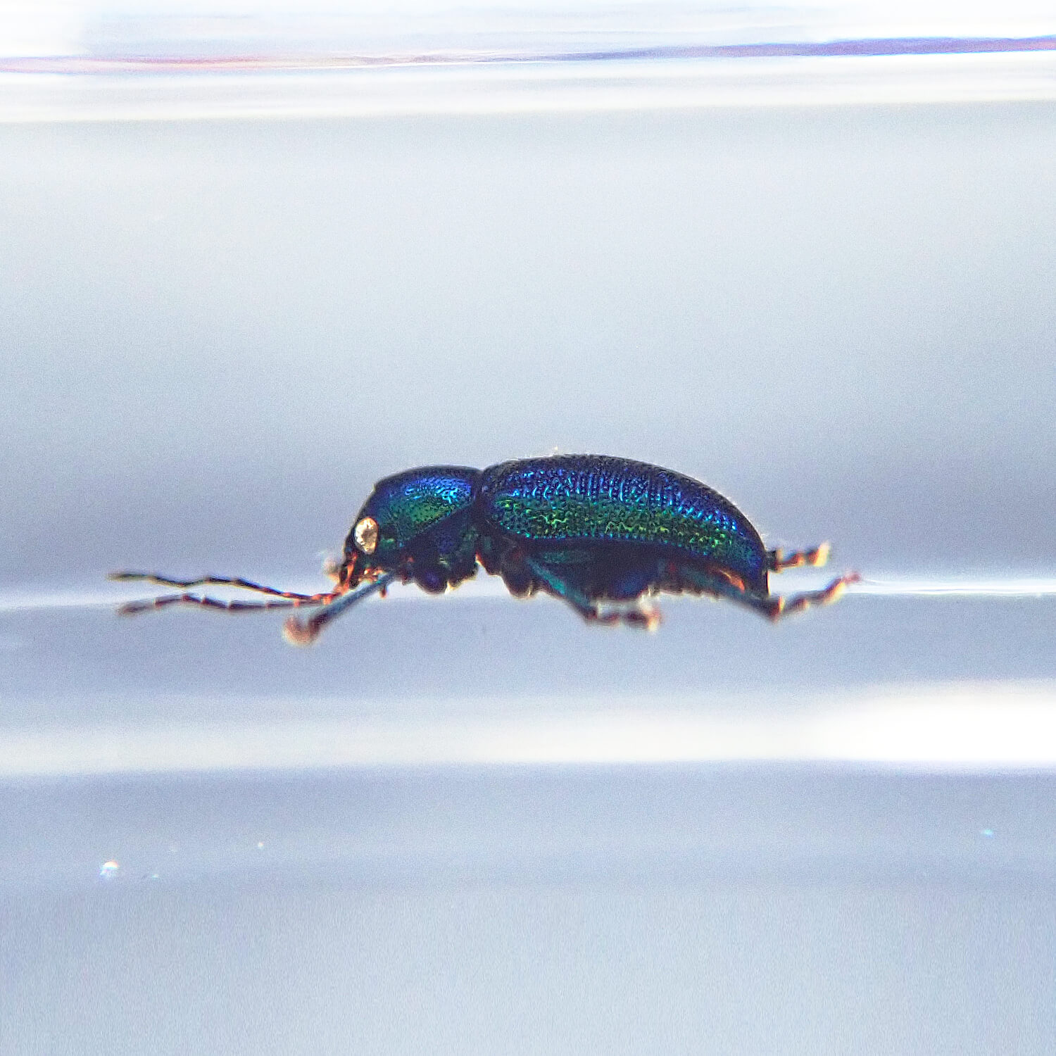 ɸ Green Shining Beetleʥϥॷ
