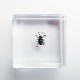 ɸ Green Shining Beetleʥϥॷ