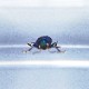 ɸ Green Shining Beetleʥϥॷ