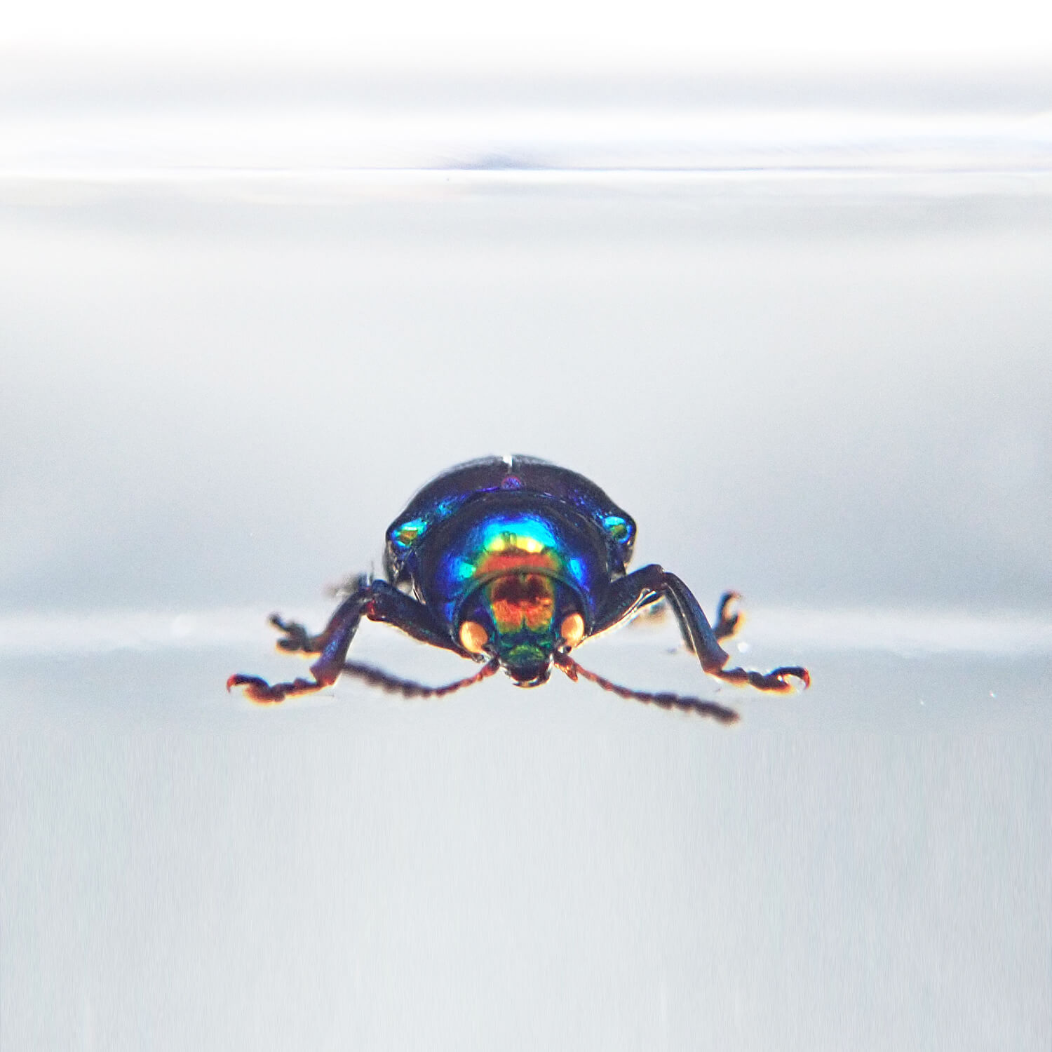 ɸ Platycorynus parryiBalyʥϥॷ
