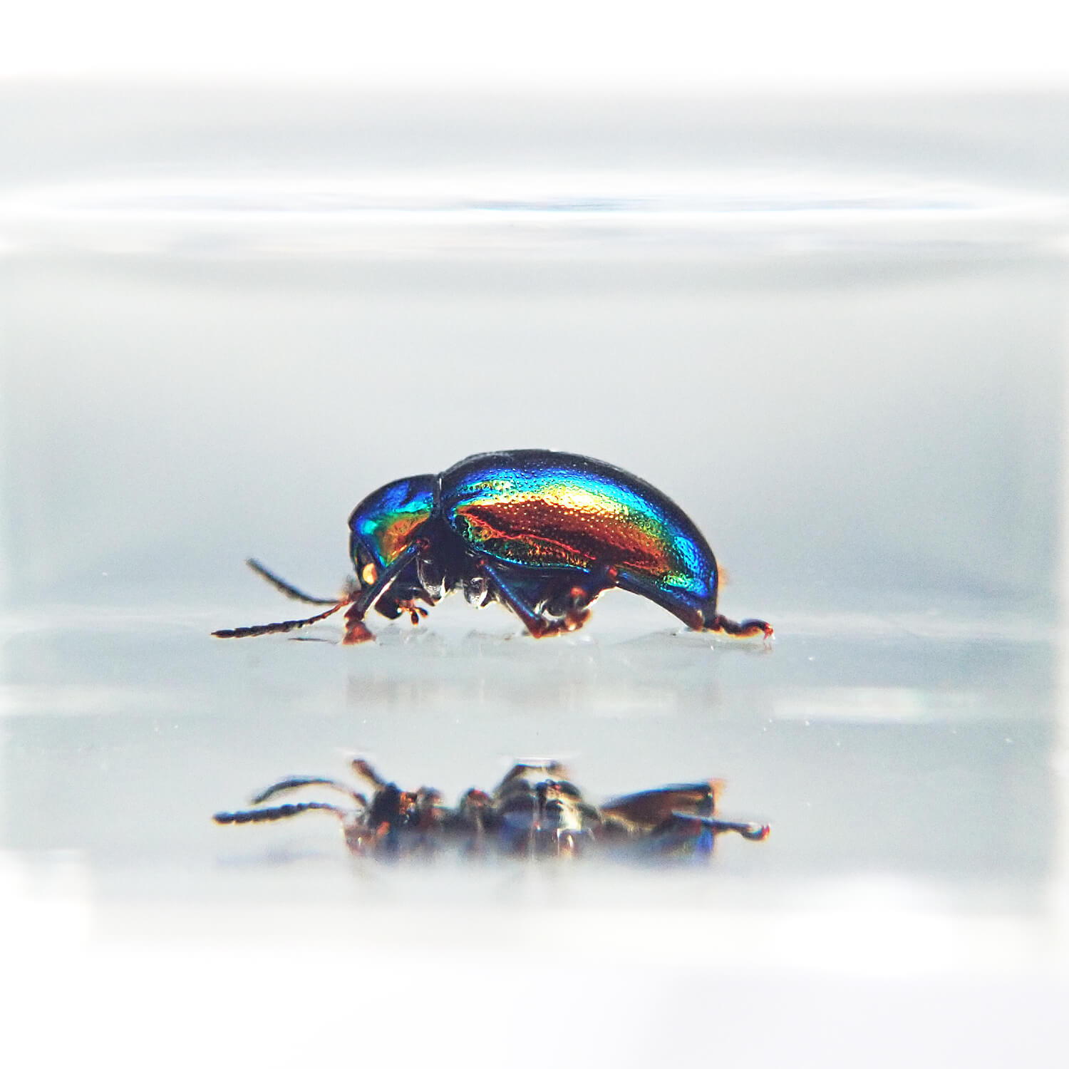 ɸ Platycorynus parryiBalyʥϥॷ