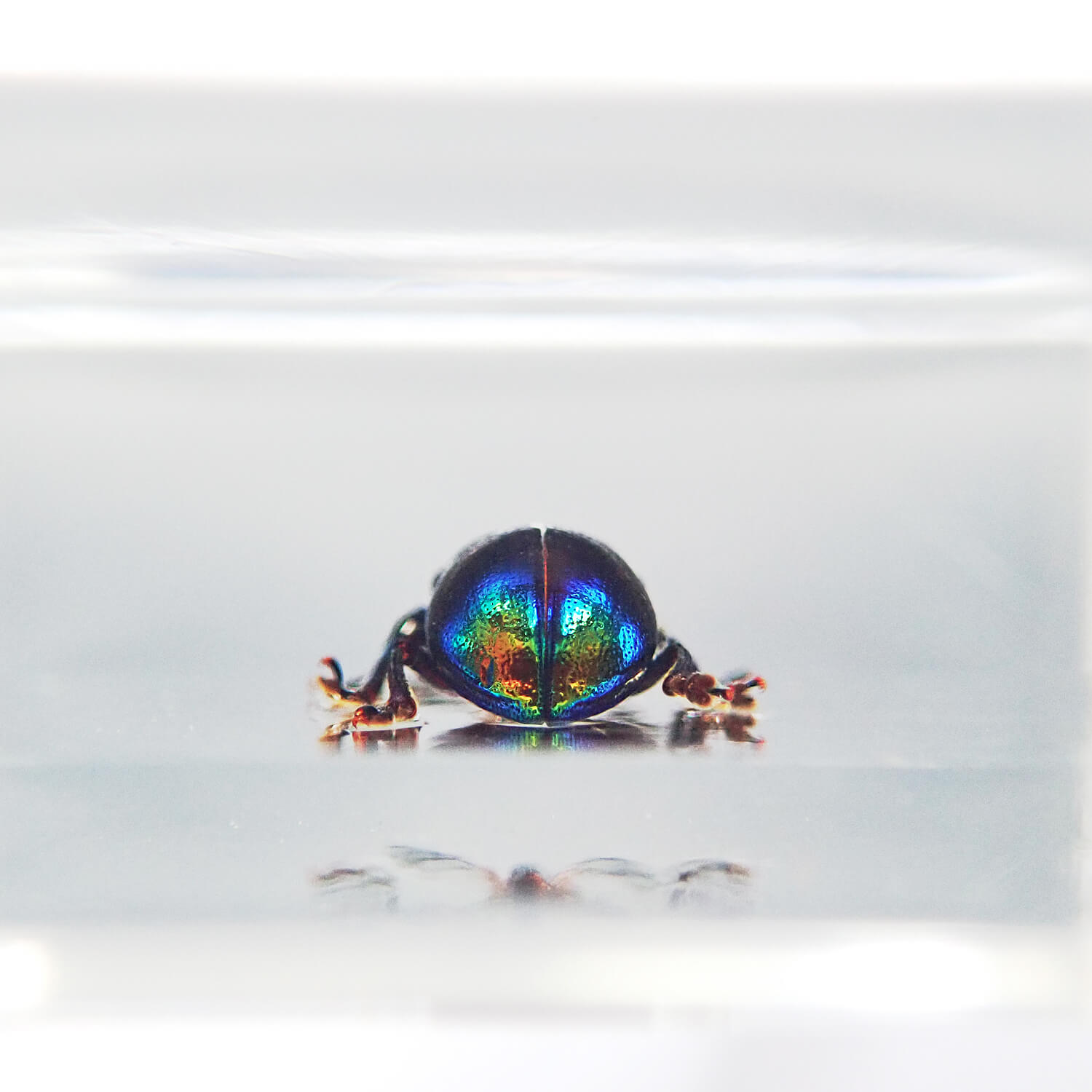 ɸ Platycorynus parryiBalyʥϥॷ