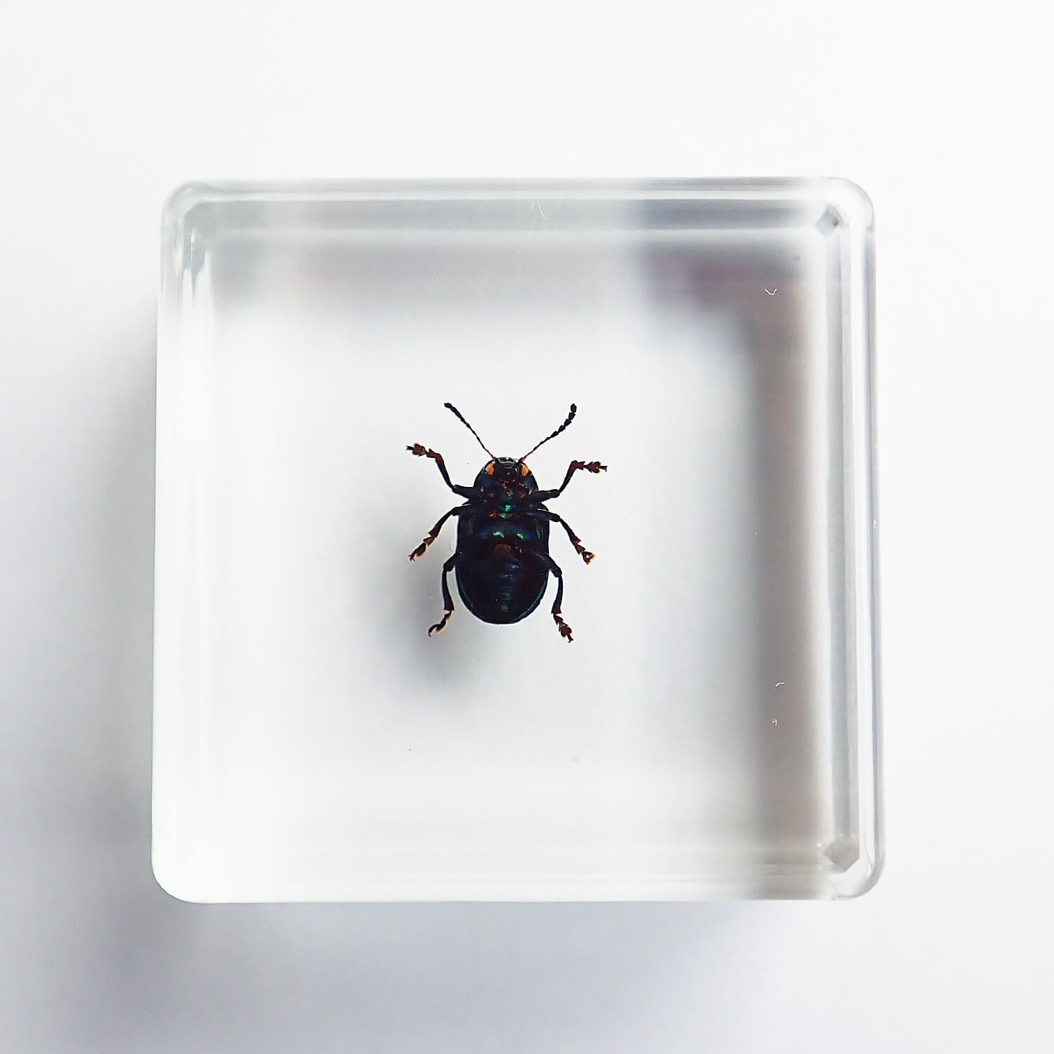 ɸ Platycorynus parryiBalyʥϥॷ