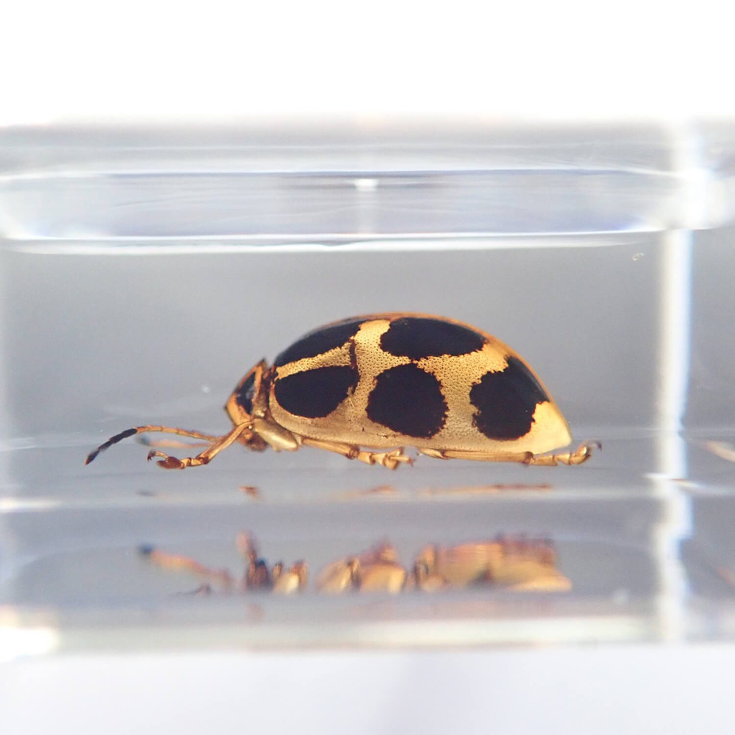 ɸ Spotted Golden Leaf Beetleʥϥॷ
