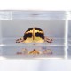 ɸ Spotted Golden Leaf Beetleʥϥॷ