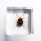 ɸ Spotted Golden Leaf Beetleʥϥॷ
