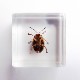 ɸ Spotted Golden Leaf Beetleʥϥॷ