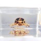 ɸ Spotted Golden Leaf Beetleʥϥॷ