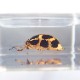 ɸ Spotted Golden Leaf Beetleʥϥॷ