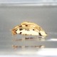 ɸ Tortoise BeetleʥΥϥॷ