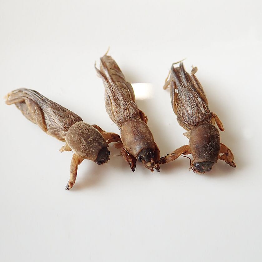 MoleCrickets(������)