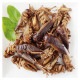 �ھ�̣���¡�2026.5.20�ޤǡ���̣���´ֶ�ΰ�50��OFF��Giant Crigket15g(���㥤����ȥ�������15g)