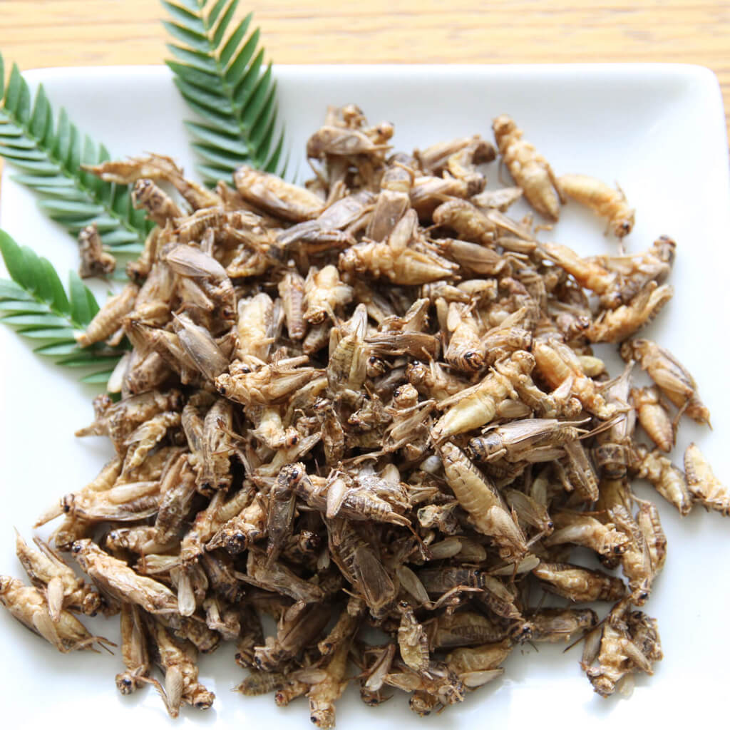 ��̳�ѥ����� Small Cricket 1kg(�衼���åѥ����������� �� �ɥ饤 1kg)