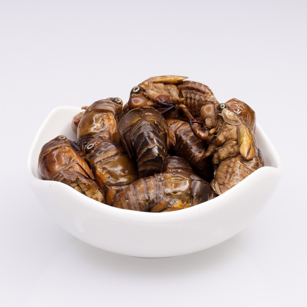 Cicada 10g(��������10g��