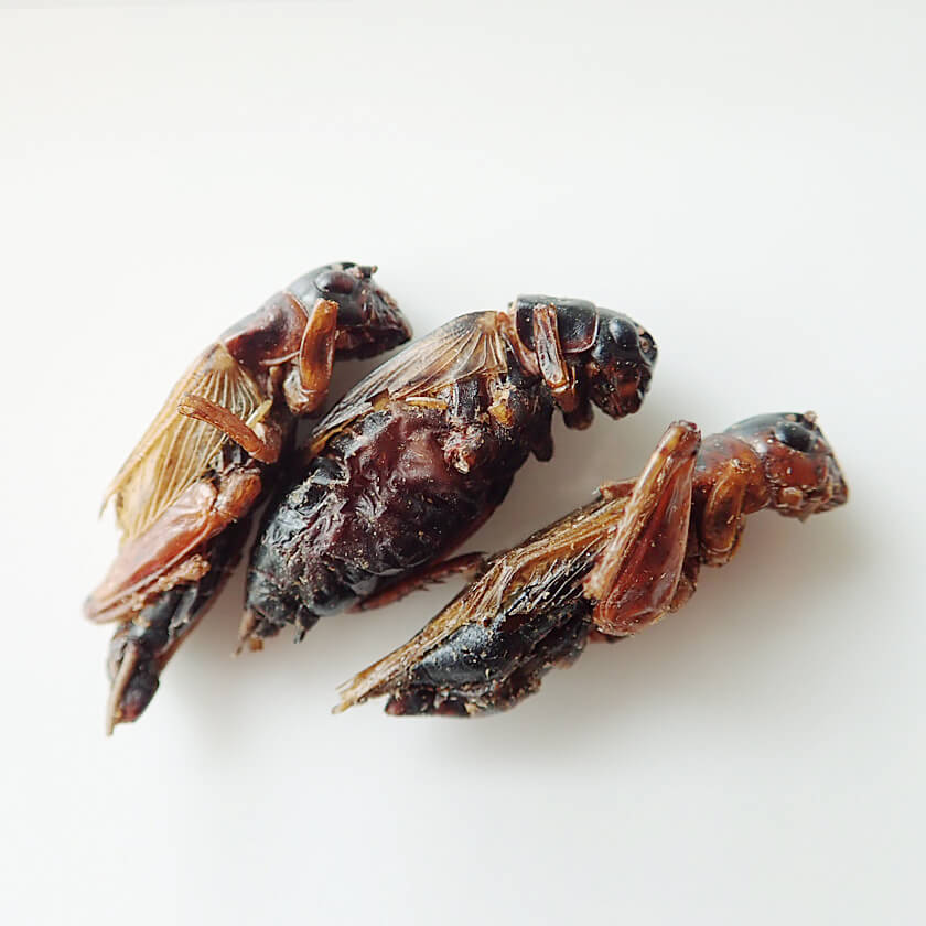 ��̳�ѥ����� Black Crickets1kg(�ե��ۥ������������� �ɥ饤��1kg)
