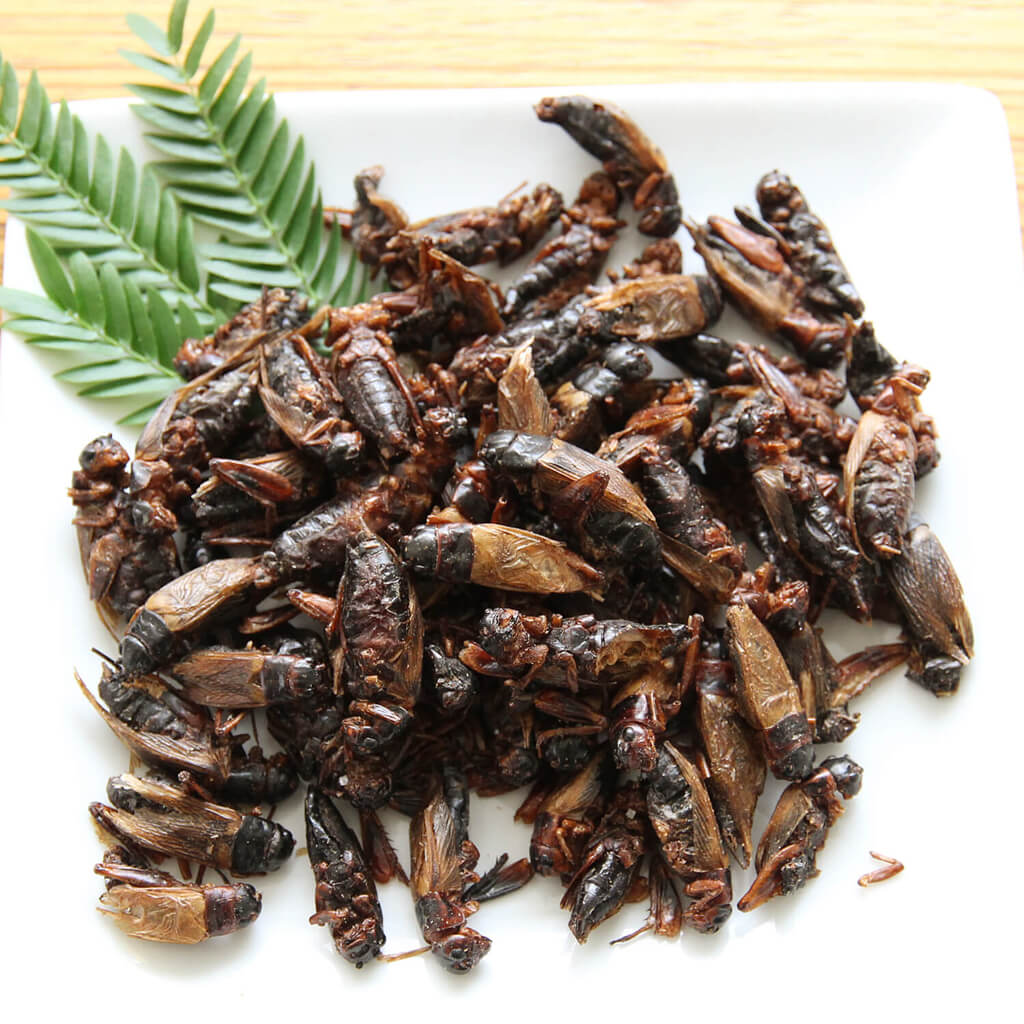 ��̳�ѥ����� Black Crickets1kg(�ե��ۥ������������� �ɥ饤��1kg)
