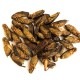 �ھ�̣���¡�2026.5.20�ޤǡ���̣���´ֶ�ΰ�50��OFF��Jamaican Crickets 15g  (����ޥ����󥳥�����15g)