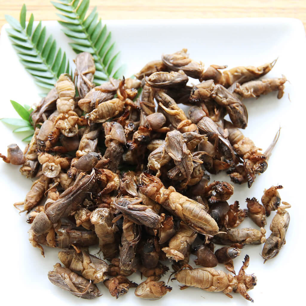 ̳ѥ MoleCrickets 1kg(  ɥ饤 1kg)