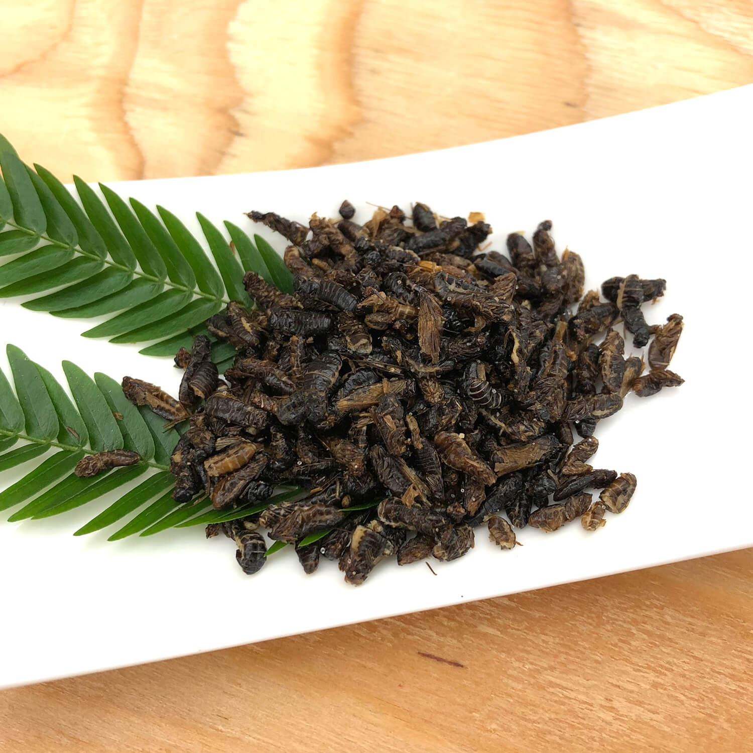 Termite Alates (���򥢥�)   x  10��