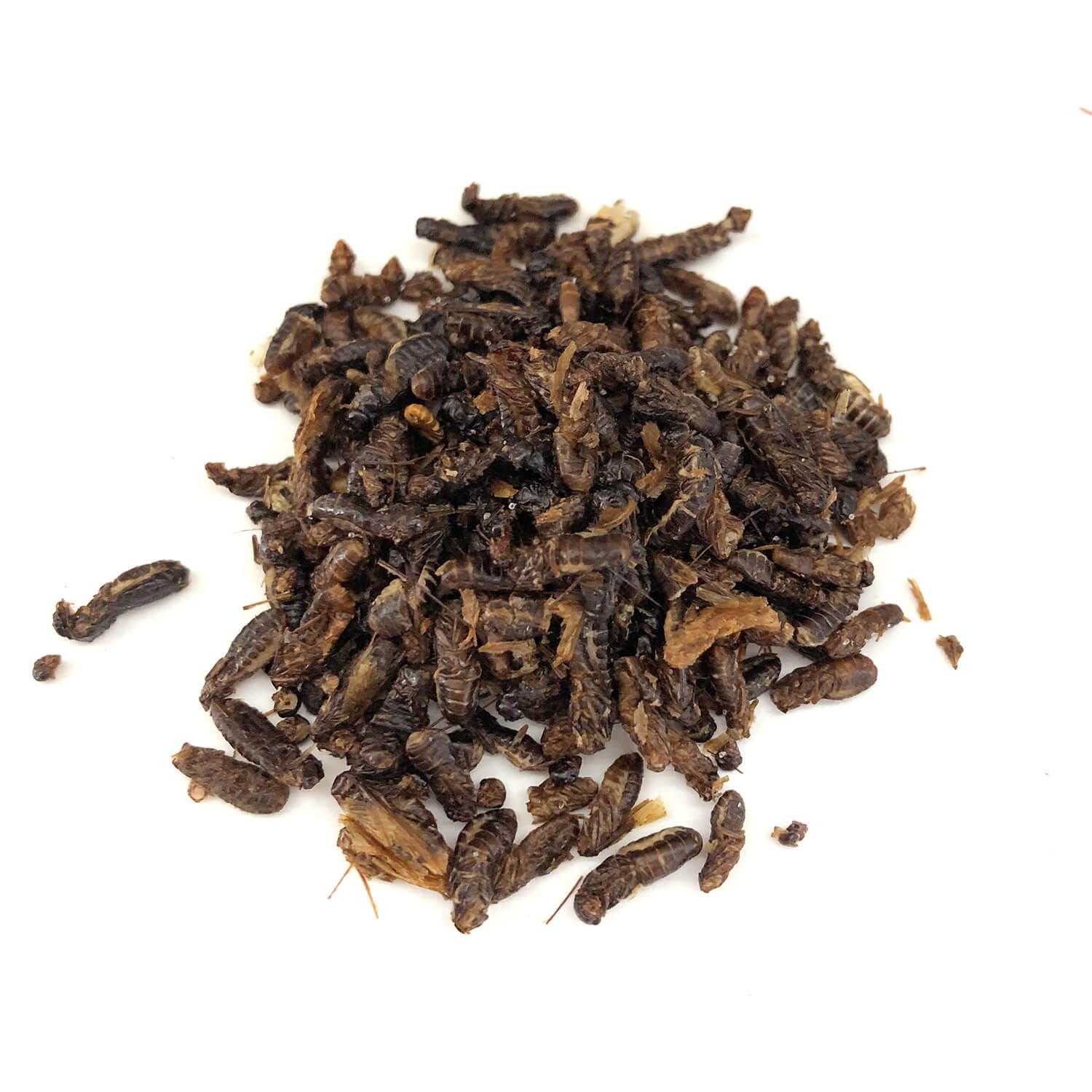 Termite Alates (���򥢥�)   x  10��