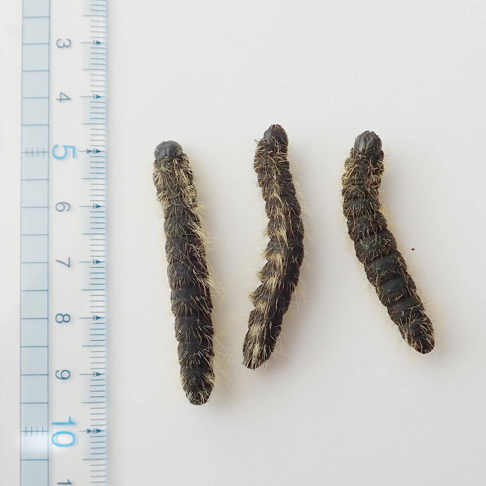 ھʳʡۡڹ񻺡 饱ॷʥ󥯥ۥS x 10ɤʥʡ