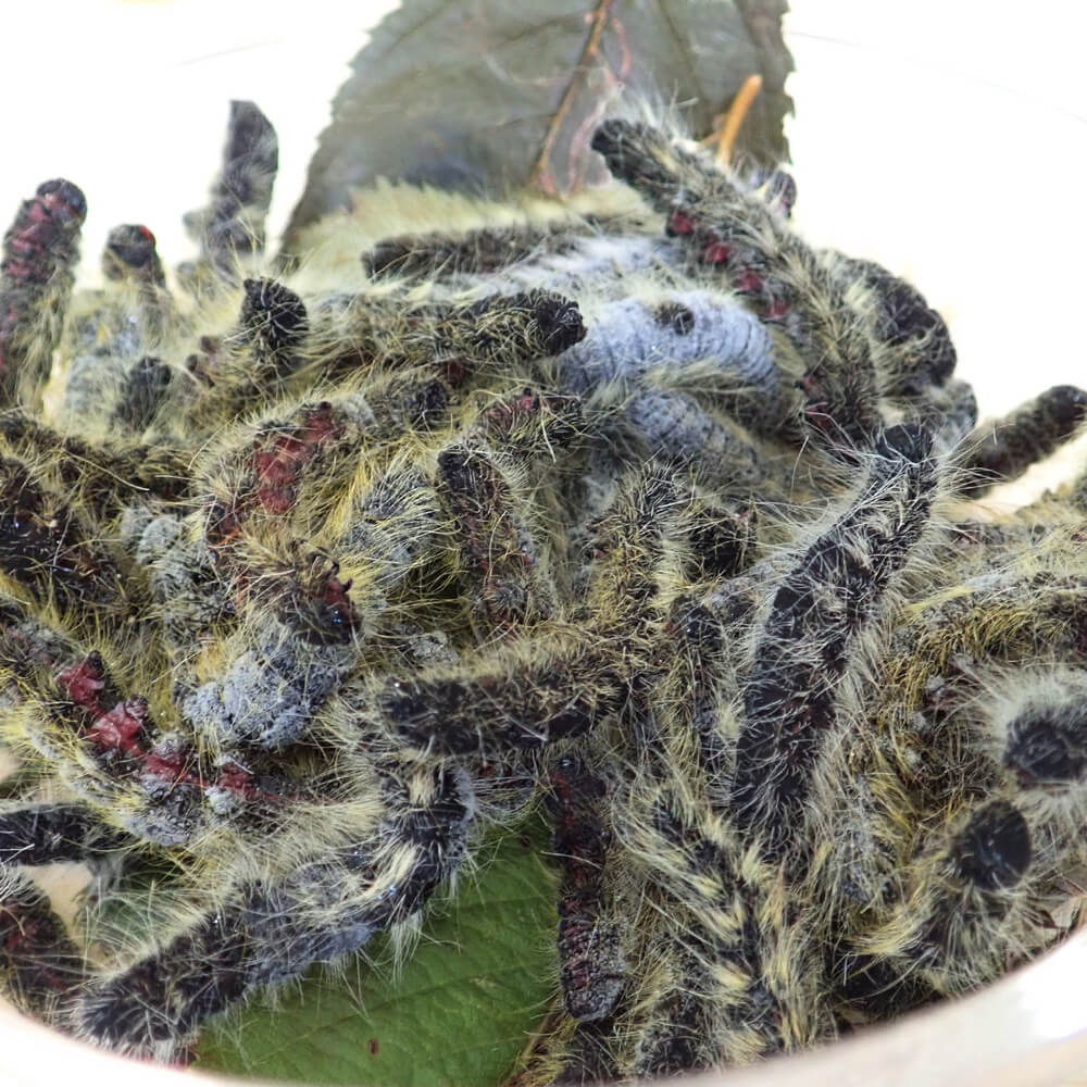 ھʳʡۡڹ񻺡 饱ॷʥ󥯥ۥS x 10ɤʥʡ