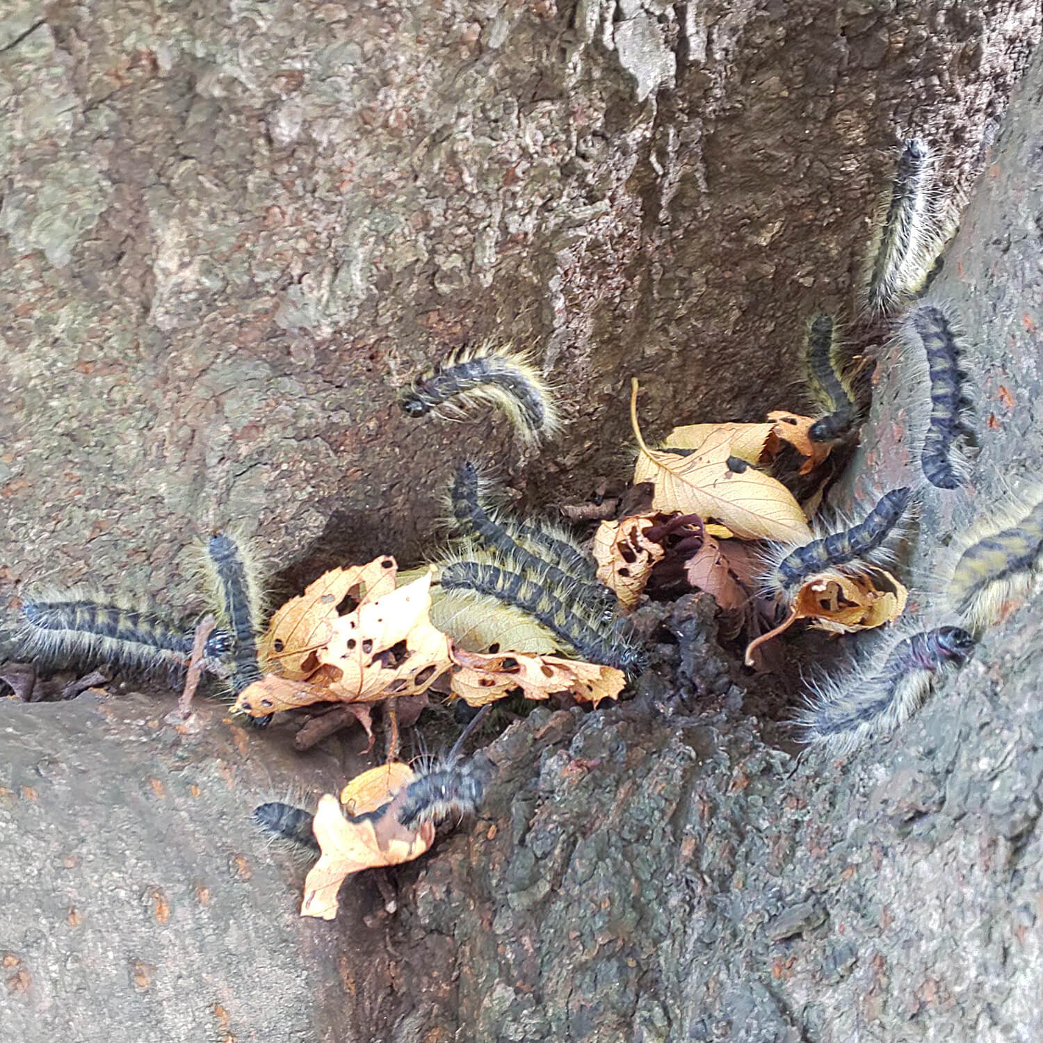 ھʳʡۡڹ񻺡 饱ॷʥ󥯥ۥS x 10ɤʥʡ